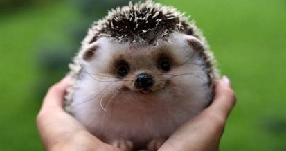 happy hedgehog